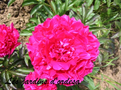 Paeonia victor hugo